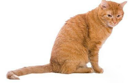 小猫可以喝豆浆吗