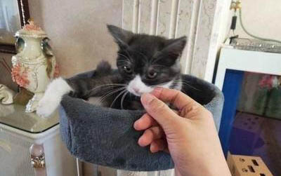 小猫发情期一般是多久