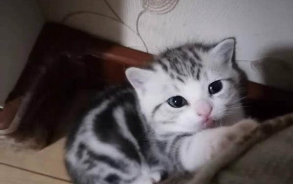 猫咪拉屎带血精神还好怎么回事