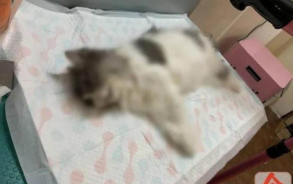 猫咪生病了临死前表现