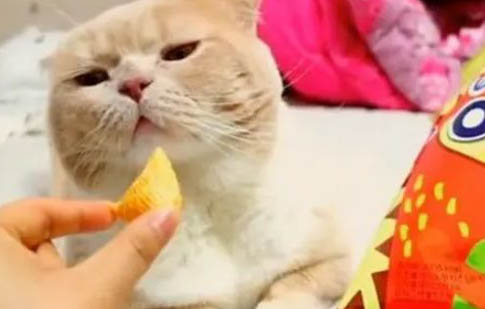 猫咪打完妙三多会发烧吗