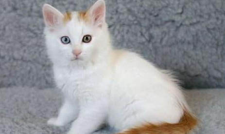 猫吐的毛球什么样子图片