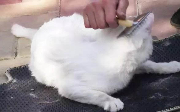 猫咪吃猫薄荷有什么作用