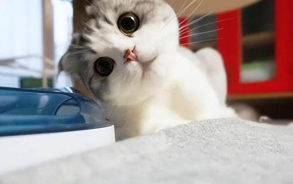 有哪些品种的猫咪适合懒人铲屎官饲养呢?