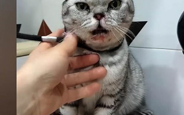 猫咪能不能吃哈密瓜吗