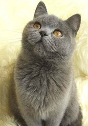 卡尔特猫脱毛很严重的原因及处理方法