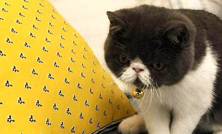 两个月的小猫还需要笼养吗?