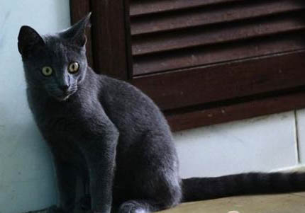 内华达猫脱毛很严重是什么原因