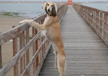 维希拉猎犬吐白色粘稠液体是什么原因