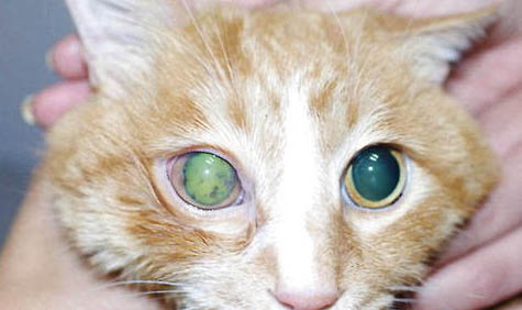 猫咪什么情况下会吐血