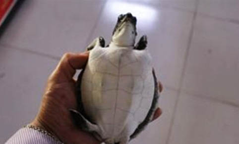 淡化海龟一般能活多久的
