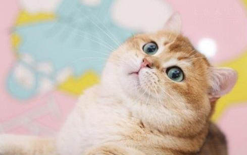 请问猫咪呕吐的原因及处理方法?