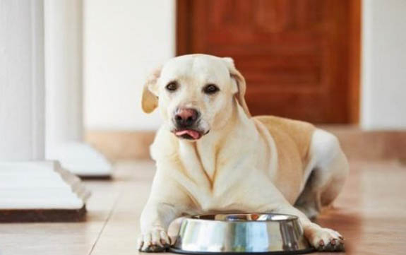 狗狗得犬瘟有哪些症状