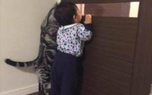 小猫猫瘟临死前身体的反应