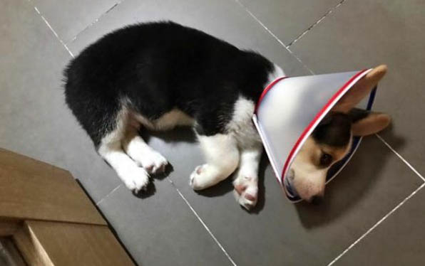 狗狗临死为什么离开主人啊