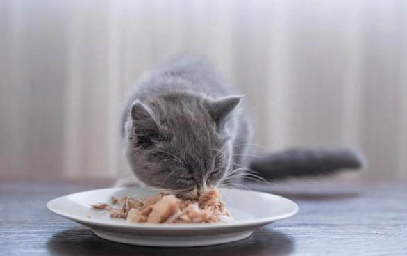 不到二个月的小猫能饿几天