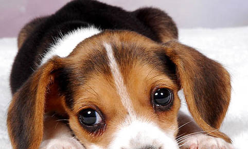 狗狗耳朵发炎会有什么症状