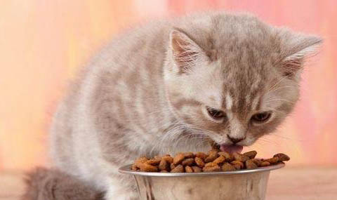 6个月猫能吃成年猫粮