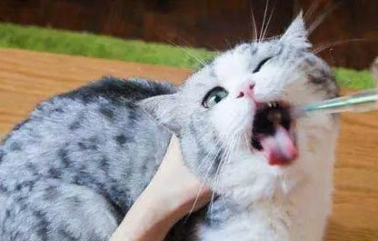 小猫喜欢咬人怎么办?