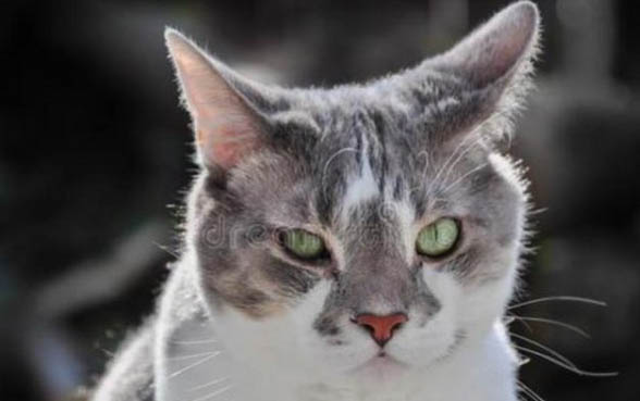 猫咪喉咙一直呼噜呼噜的响怎么回事