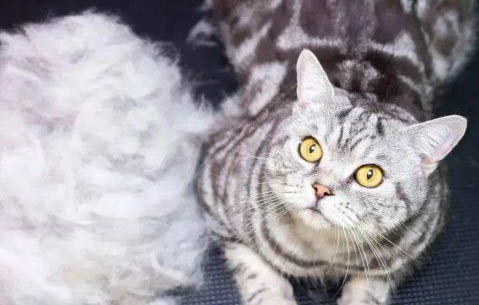 猫咪的身上有跳蚤怎么去除