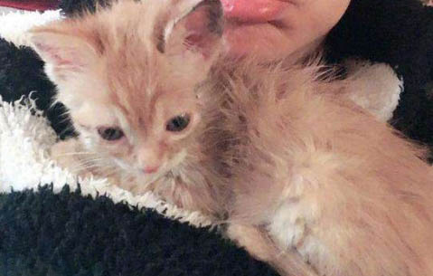 20天的猫能养活吗