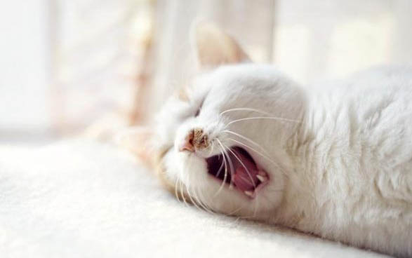 小猫呕吐怎么办?