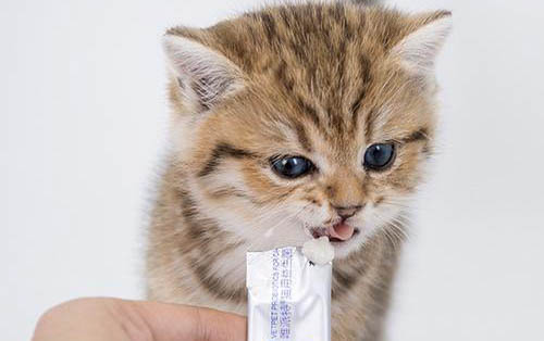 猫咪得了胰腺炎打了针就会便血吗