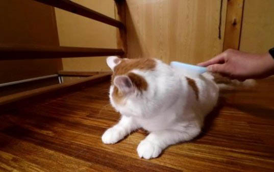 怎么刺激小猫咪排便