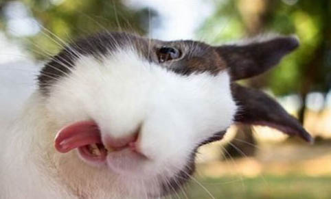 兔子的肚子鼓鼓的是怎么回事？