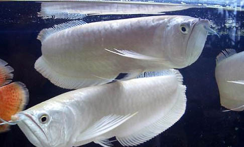 银龙鱼能和什么鱼混养