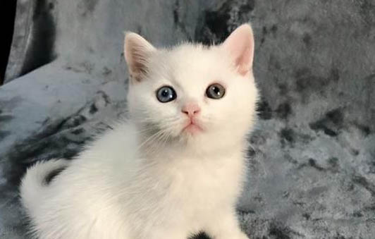 猫体内寄生虫