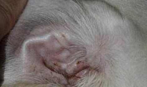 棉花面纱犬哪里有卖