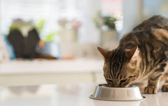 猫咪除了猫粮还能吃什么食物呢