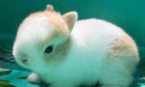 小兔子爱吃什么