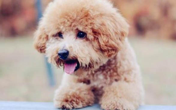 怎么训练幼犬上厕所