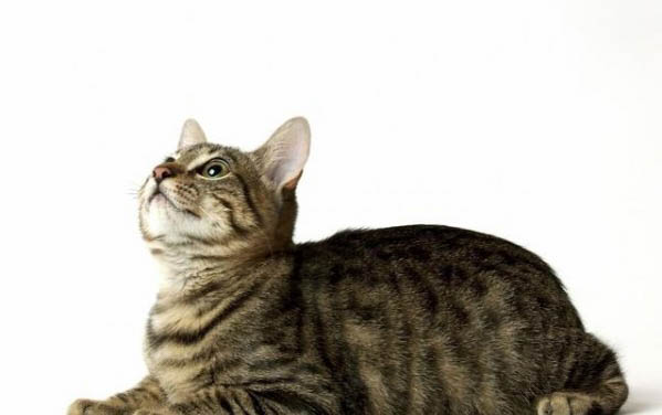 高铁能带猫咪上车吗