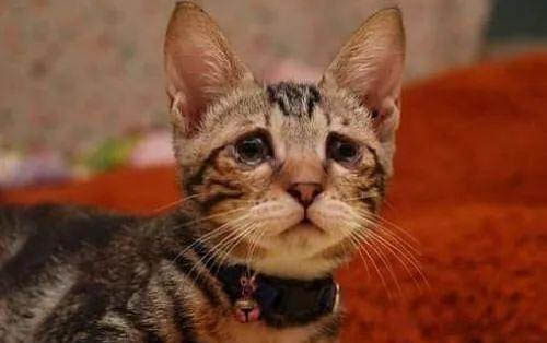 猫咪绝食是什么原因