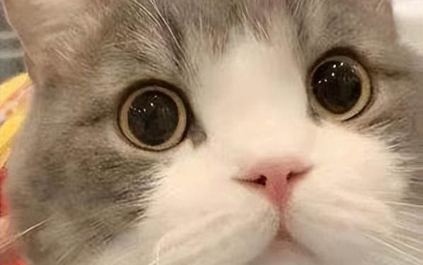 猫咪如何驱虫体内驱虫