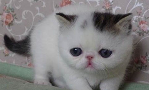 猫咪踩肩膀是因为什么原因