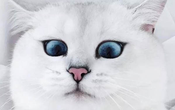 小猫开始咬人是不是要磨牙了