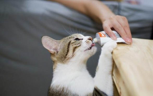 猫的眼老流泪怎么治疗