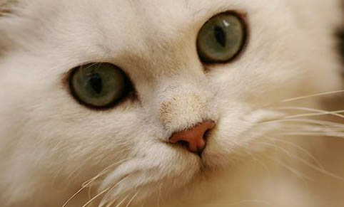 猫耳朵进水了怎么办?