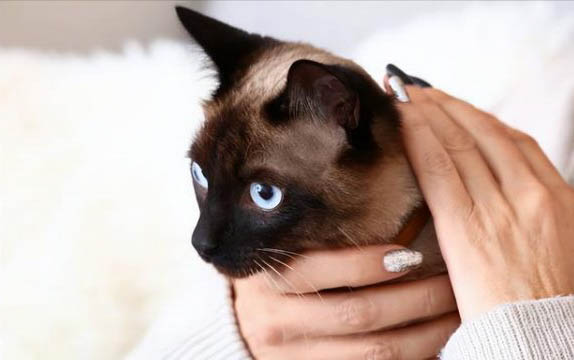 猫下面流血大概还有多久能生