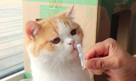 猫的脑血栓能活多久