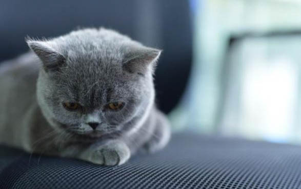 艾草对猫咪有害处吗?