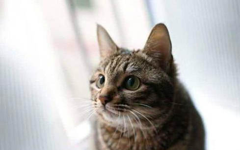 小猫眼睛分泌物多是什么原因
