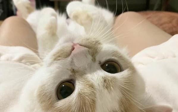猫耳朵流脓是得了猫瘟吗为什么