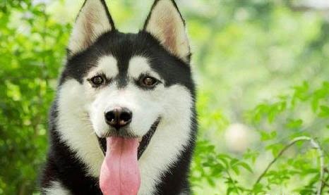 怎么辨别纯种哈士奇