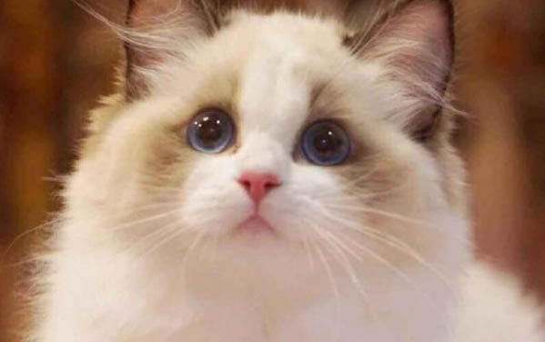 猫偷吃东西怎么办?